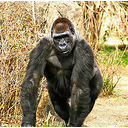 Muestra Imagen 1. Simio