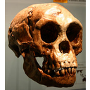 Muestra Imagen 4. Homo floresiensis