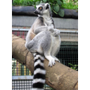 Muestra Imagen 3. Lemur