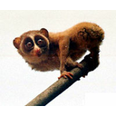 Muestra Imagen 4. Lori