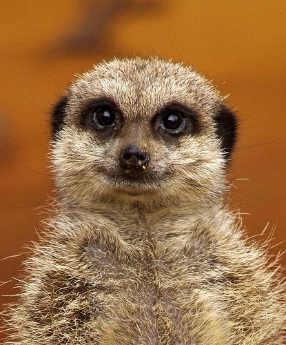 lemur lemures