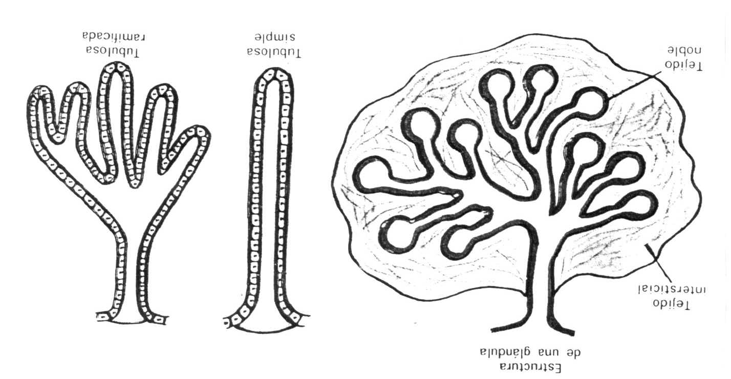 Epitelio glandular