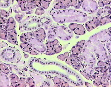 Glándula endocrina