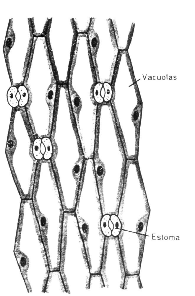 Esquema de epidermis
