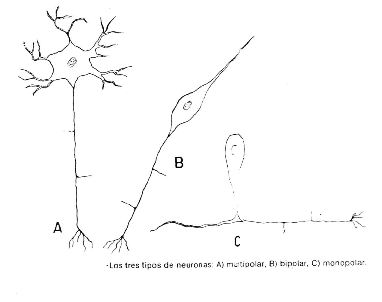 Tipos de neuronas
