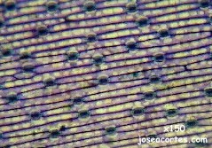 Epidermis con estomas