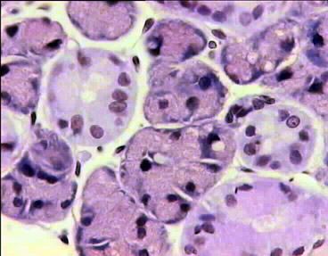Epitelio glandular