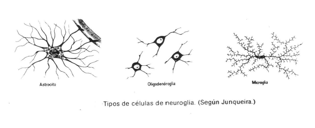 C�lulas dela neuroglia