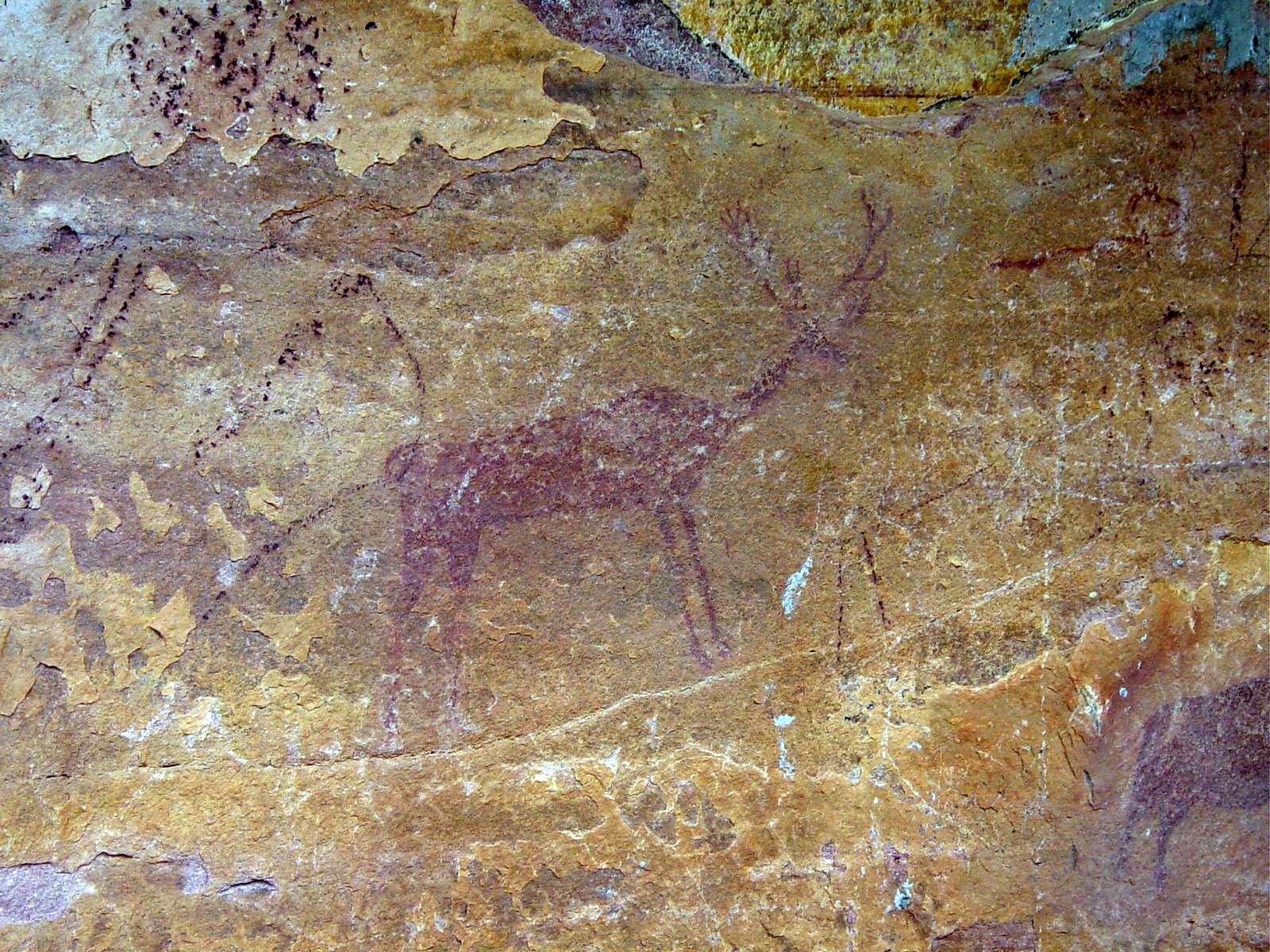 Ciervo pintado en el abrigo de la Peña El Escrito. Villar del Humo (Cuenca).