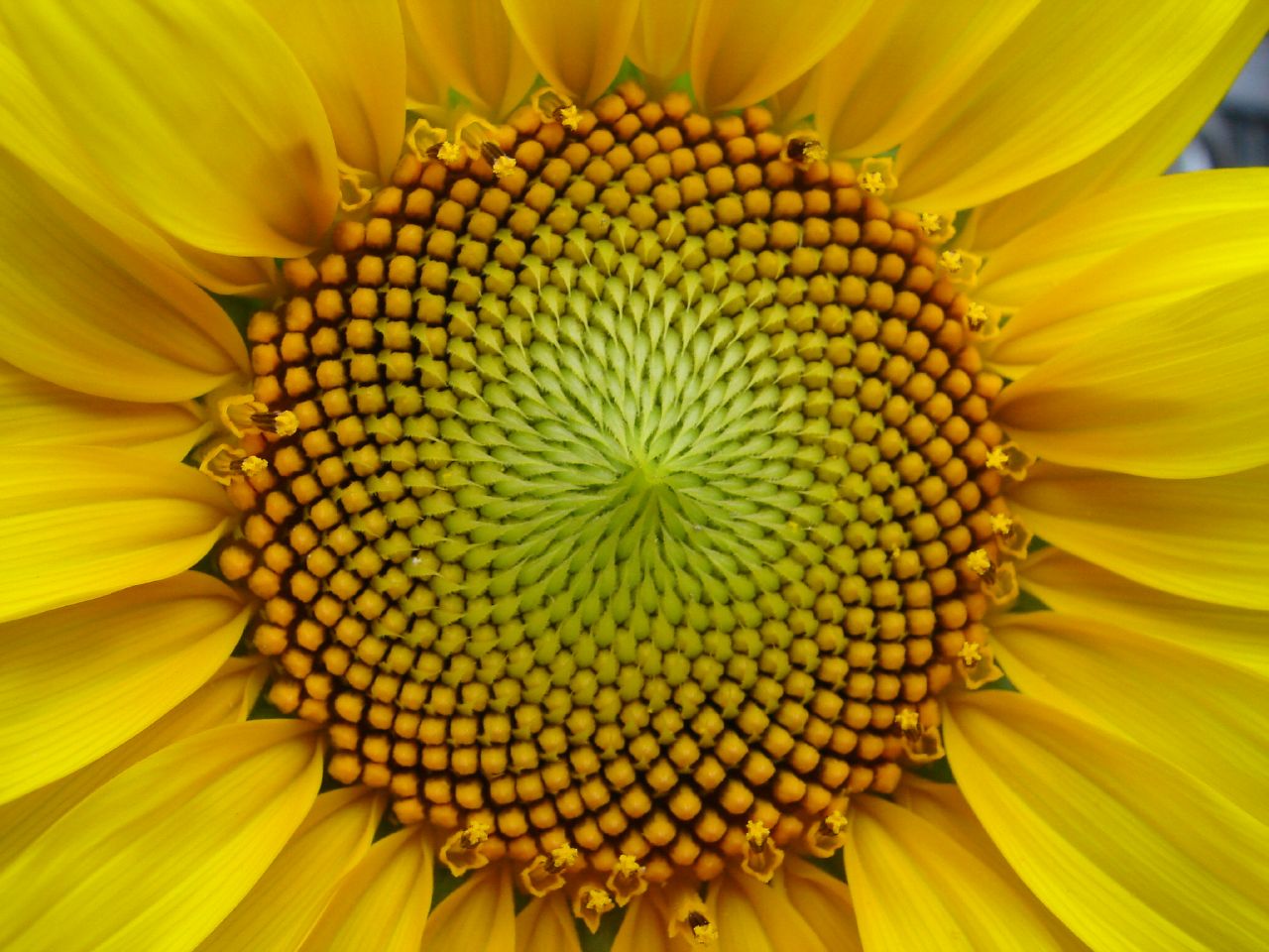 Imagen de Wikimedia Commons - Espiral de Fermat en un girasol