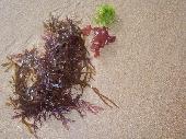 Algas diversas en la arena (Playa de Noja)