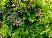 Lechuga de mar, alga verde frecuente en nuestras costas