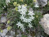 Edelweiss o flor de nieve Edelweiss o flor de nieve