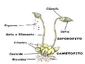 Esquema de las partes de un musgo