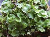 Briofitas (hep�ticas y musgos) en una fuente