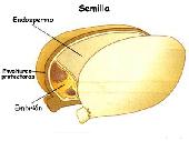 Esquema de las partes de una semilla