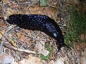 Molusco Gaster�podo (Babosa)
