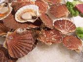 Moluscos bivalvos (Conchas de peregrino o Vieiras)
