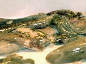 Moluscos cefal�podos (Calamares)