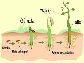 Germinaci�n de una semilla de dicotiled�nea