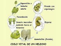 Ciclo de helecho: Esporofito y gametofito