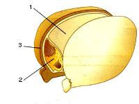 Partes de la semilla Partes de la semilla
