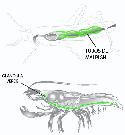 excretor_insecto_crustaceo