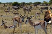 Sabana