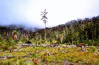deforestacion