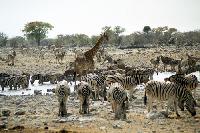 biodiversidad_sabana