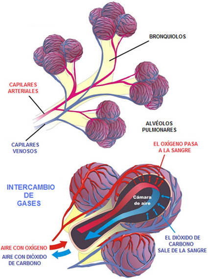 Intercambio de gases