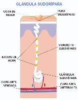 Glandula sudoripara