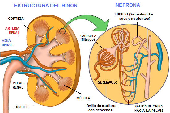 Estructura del ri?