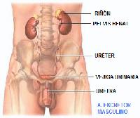 Aparato excretor