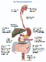 El proceso digestivo