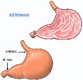 Est?mago