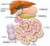 Intestino delgado