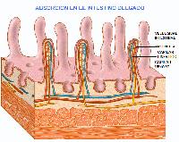 Vellosidades intestinales