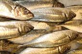 Pescado