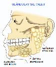 Glandulas salivales