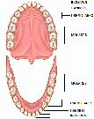 Los dientes