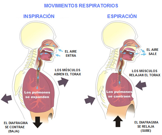Movimientos respiratorios