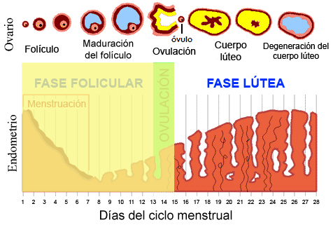 Fase l? Fase l?