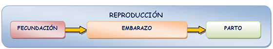Reproducci?n (FEP)