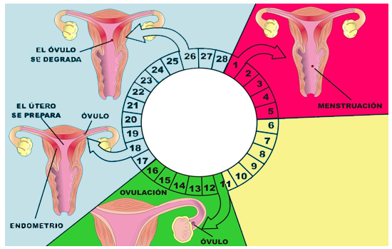 Ciclo menstrual