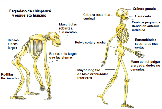 Esqueleto de chimpanc� y de humano