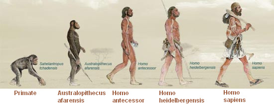 Evoluci?n de la especie humana