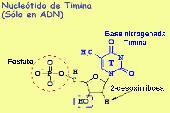 Nuc. de Timina (ADN)