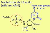 Nuc. de Uracilo (ARN)
