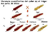 H. cuantitativa en trigo